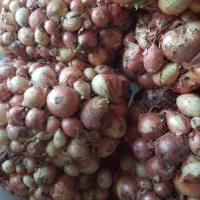 پیاز ترد و تازه|خوردنی و آشامیدنی|نهاوند, |دیوار