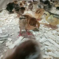 جوجه بوقلمون بیوتی۱۲روزه و جوجه مرغ گلپایگان۴روزه|حیوانات مزرعه|رشت, حومه رشت|دیوار