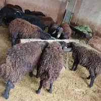 گوسفند پرواری