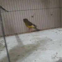 قناری ماده پس کوزه ای