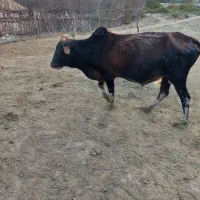 گوساله نر