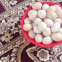 تخم مرغ محلی