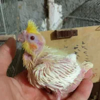 جوجه عروس هلندی سرلاکی