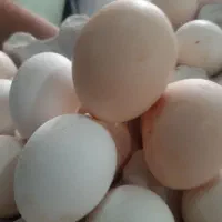 تخم مرغ محلی|خوردنی و آشامیدنی|کاشان, عربها|دیوار