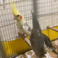 جفت مولد و تک بالغ(جوجه سرلاکی)ملنگو-گیرینچیک