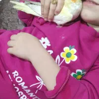 عروس هلندی لوتینو|پرنده|عجب شیر, |دیوار