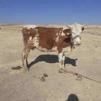 گاو گوساله مونت بیلیارد|حیوانات مزرعه|کرمانشاه, |دیوار