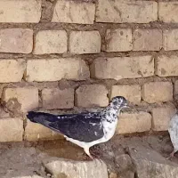 کفتر