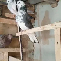 کفتر نر پشت دار