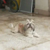 دوتا سگ شیتزو امشب گم شده