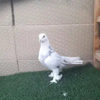 کفتر