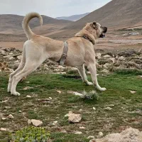 سرابی|سگ|همدان, |دیوار