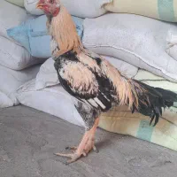 خروس لاری صابونی