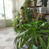 گلها همه با هم|گل و گیاه طبیعی|لنجان, |دیوار