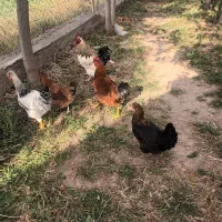 مرغ و خروس