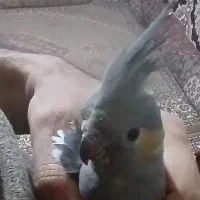 هلندی جوجه عروس