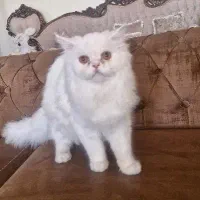 گربه پرشین کاملا سفید