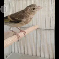 سهره قناری خرامه