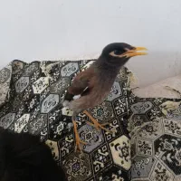 مرغ مینا افقان