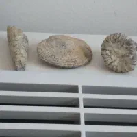 فسیل صدف قدمت میلیون سالی