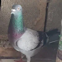 کبوتر ساده. مگسی نر و سوسکی|پرنده|گنبد کاووس, |دیوار