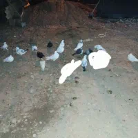 ۱۱ عدد کبوتر