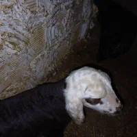 بره شیری ۵روزه
