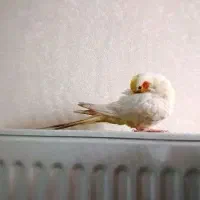 عروس هلندی گم شده