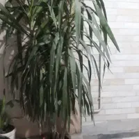 گلدان ۱۰ساله و گل سرحال و زیبا