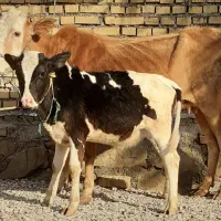 ۲گاو با گوساله نر ماده خارجی شکم دوم