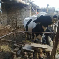 گاو|حیوانات مزرعه|زبرخان, |دیوار