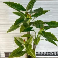 انواع درختچه بابا آدم و پرنده بهشتی مصنوعی|گل مصنوعی|تهران, ابوذر|دیوار