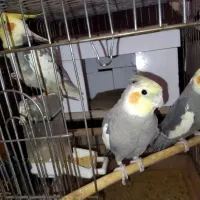 عروس هلندی|پرنده|تهران, تهرانپارس شرقی|دیوار