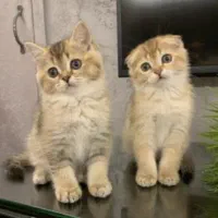 فروش گربه های بریتیش و اسکاتیش
