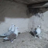 بلژیکی|پرنده|اردبیل, |دیوار