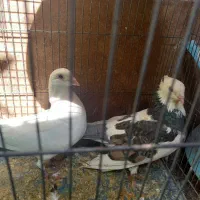 کبوتر جفت با جوجه