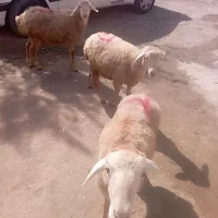 بره|حیوانات مزرعه|اردبیل, |دیوار