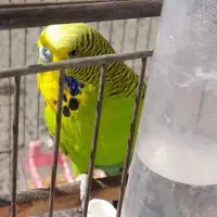 یک جفت مرغ عشق نژاد دار انگلیسی اصلی گریدA