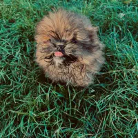 پودل کراس بمب مو عروسکی جیبی|سگ|مشهد, وکیل‌آباد|دیوار