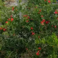 فروش-باغ
