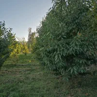 فروش باغ 1204روستای قشلاق|فروش زمین و ملک کلنگی|فیرورق, |دیوار
