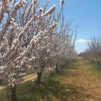 فروش زمین ۱۰۰۰ متری در کودیان ابپرده