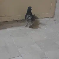 کفتر