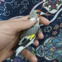 سهره کرمونی نر|پرنده|شیراز, کوشک میدان|دیوار