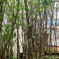 نهال انجیر۴ساله