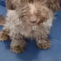 سگ شیتزو ماده