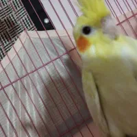 یه جفت عروس. هلندی لوتینو  سالم بدون پر ریزی|پرنده|پاکدشت, شهرک امام رضا|دیوار