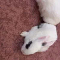 بچه خرگوش میکس خوش رنگ و چشم اشکی