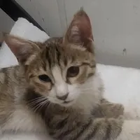 گربه ماده سه ماهه