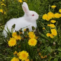 خرگوش نر زیبای سفیدبرفی